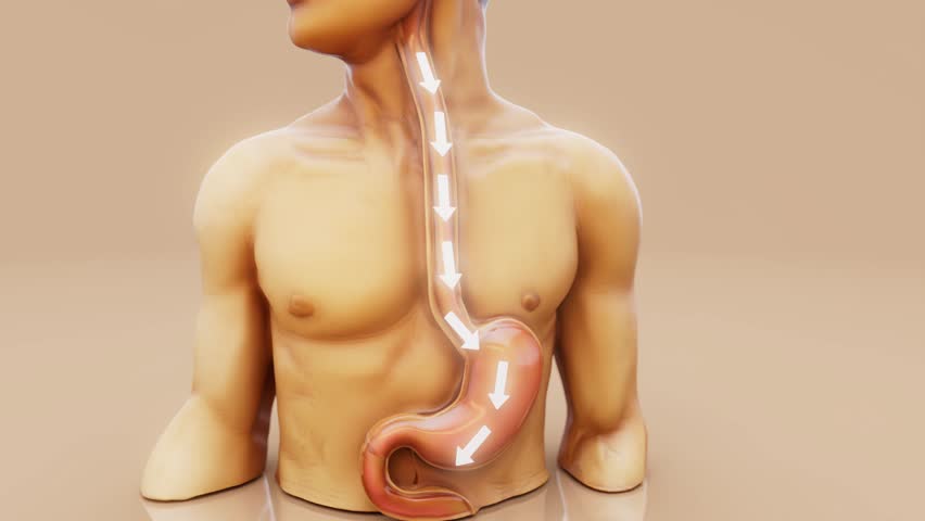 Conceptual 3D animation of a man showing stomach anatomy