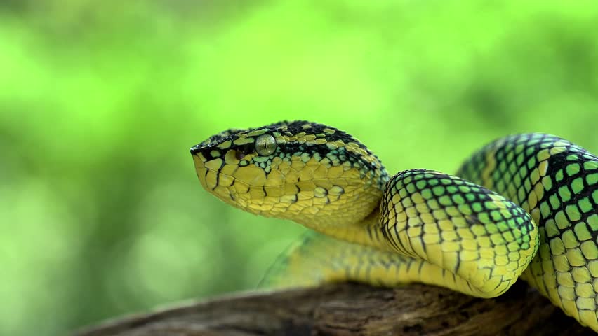 The Wagler’s pit viper (Tropidolaemus wagleri) is a species of venomous snake native to Southeast Asia. It flicks its forked tongue repeatedly to sense its surroundings.
