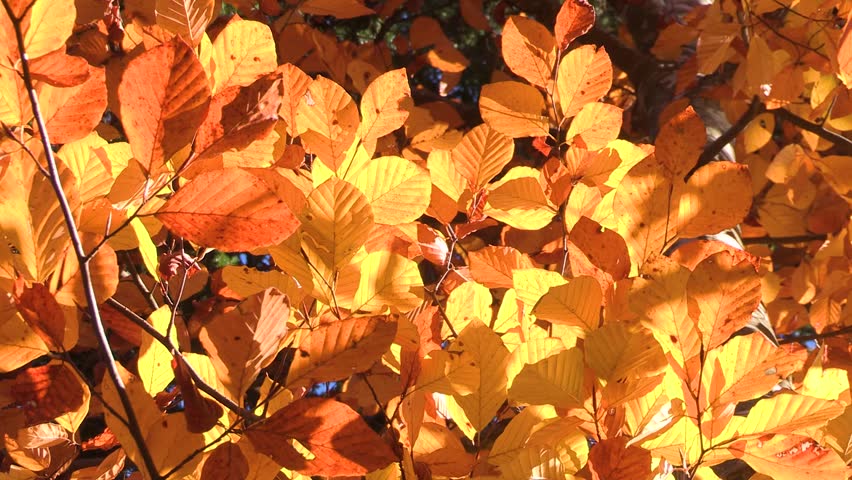 Colorful Autumn leaves on a tree, beech, autumn