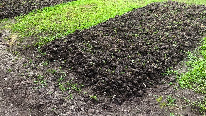 A backyard vegetable garden with small, freshly prepared plots. The camera moves upward from the ground, revealing young seedlings sprouting in rich, tilled soil amidst green grass