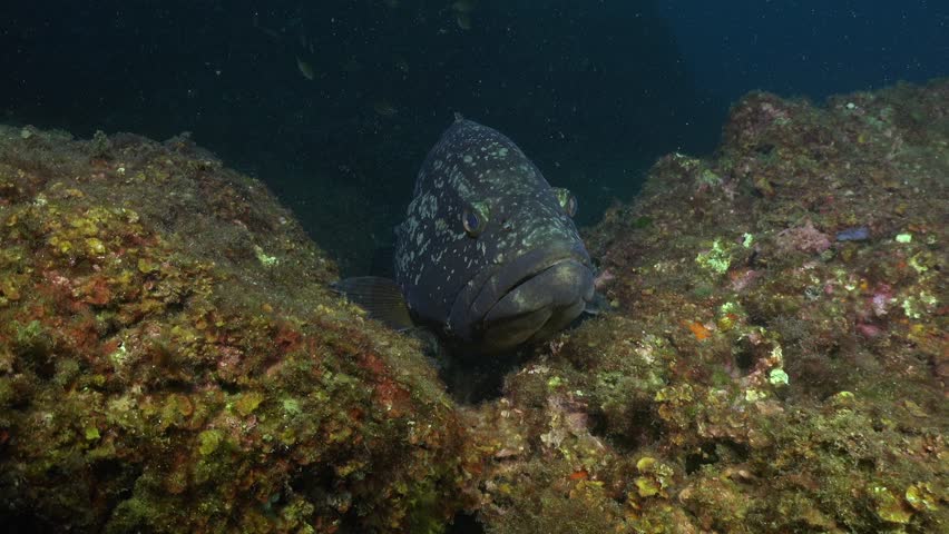 Mero grouper close up from front on underwater reef in Mediterranean Sea