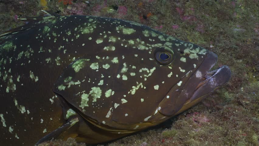 Mero grouper super close up Mediterranean Sea