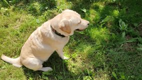 Happy yellow labrador retriever dog sitting in green grass. - Powered by Shutterstock - Get 15% off with code: PIKWIZARD15