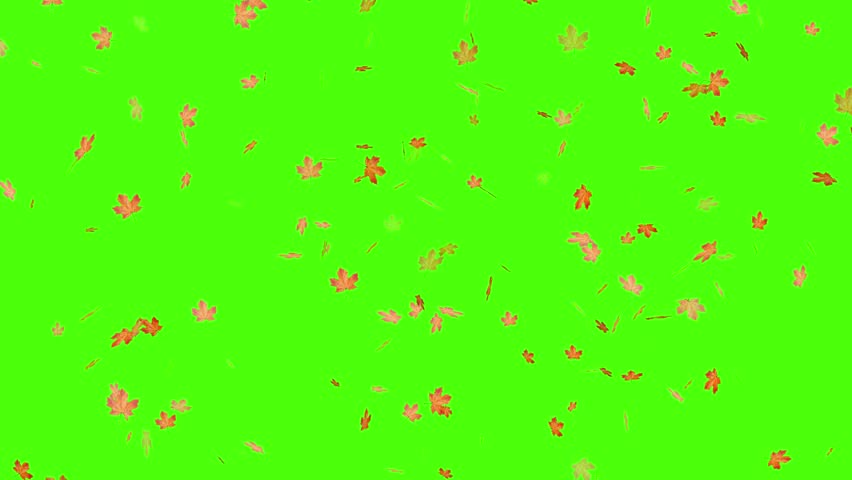 Autumn or fall leaves falling on green screen.  Filmed on high speed cinema camera, 1000 fps, Falling autumn leaves 4K animation video with a green screen background.Super slow motion of falling autum