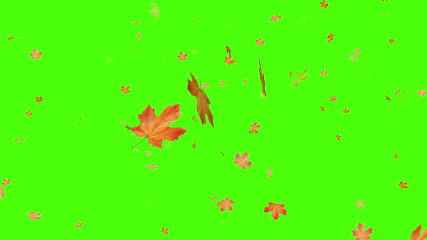 Autumn or fall leaves falling on green screen.  Filmed on high speed cinema camera, 1000 fps, Falling autumn leaves 4K animation video with a green screen background.Super slow motion of falling autum