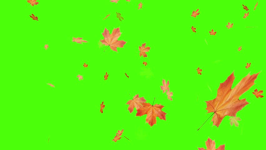 Autumn or fall leaves falling on green screen.  Filmed on high speed cinema camera, 1000 fps, Falling autumn leaves 4K animation video with a green screen background.Super slow motion of falling autum