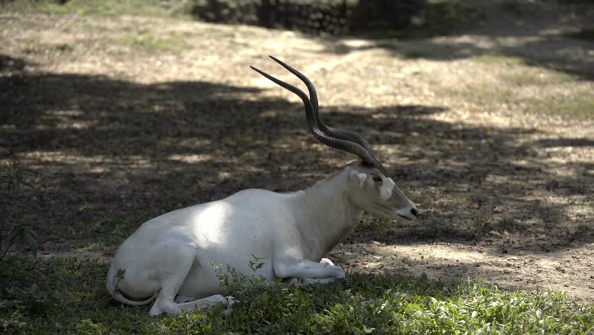 An Addax Sitting in the Shades
