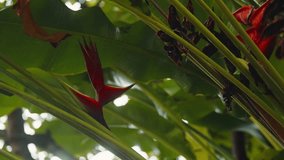 Birds of Paradise flower under palm tree close up. Strelitzia Reginae is a plant native to Central America. - Powered by Shutterstock - Get 15% off with code: PIKWIZARD15
