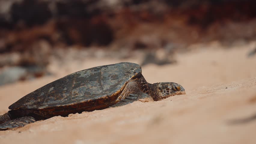 Sea turtle in hawaii laying on beach (4k30p)