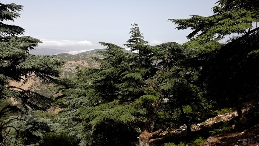 A scene among endangered Atlas cedar (Cedrus atlantica) stands in Hafat Zeltane, northwest Morocco, in the Rif Mountains: the species grows in the Rif and Atlas ranges, including the Hafat Zeltane