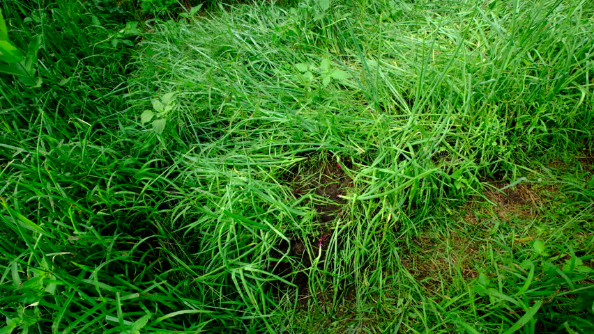 Lot of scallions growing in garden bed and moving camera closer toward its red onion bulbs growing in sand rich soil. Greens are bend over or fallen after heavy rain.