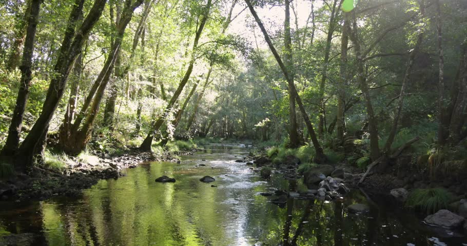 A river flows through a green lush forest, with trees on either side. There is a fallen tree in the water. Tilt down shot.