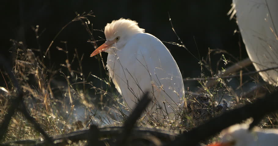 western cattle egrets (bubulcus ibis), the Camargue, Southern France