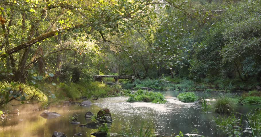 A river of clear water in a bright lush green forest at sunrise with fog. The mist is rising from the surface creating a reflection. Tilt down shot.
