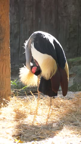 Grey crowned crane preening in natural habitat