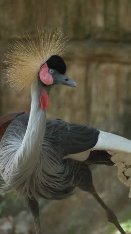 Grey crowned crane standing in sunlight