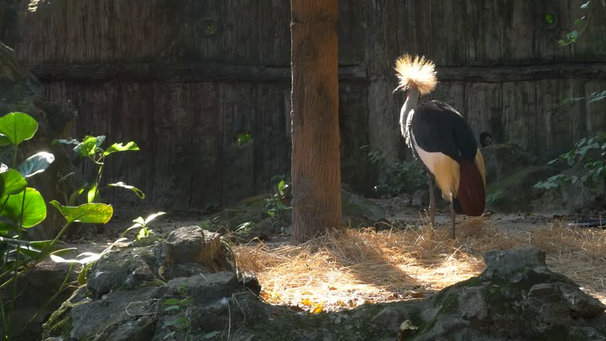 Grey crowned crane preening its feathers in natural enclosure