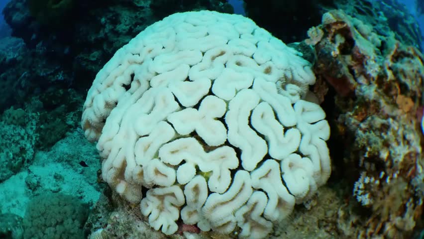 Close-up of brain coral bleaching caused by ocean warming and climate change, highlighting marine ecosystem stress and environmental impact.