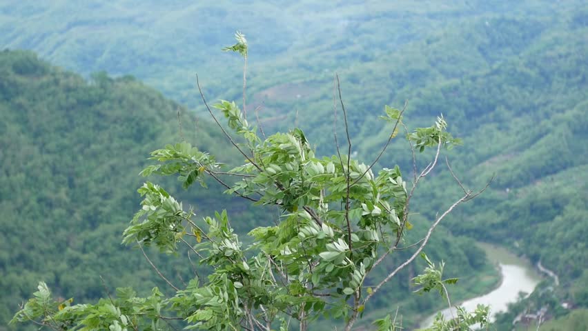 Lush Green Mountain Landscape with Foreground Foliage