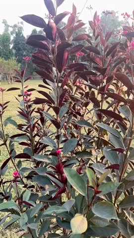 Field is filled with a variety of purple flowers, creating a beautiful and vibrant scene. The flowers are of different sizes and are scattered throughout the field, with some standing tall.