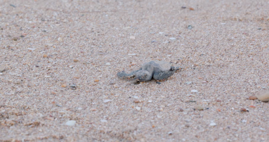 a close tracking clip of a loggerhead turtle hatchling crawling on the sand at mon repos beach in bundaberg, australia