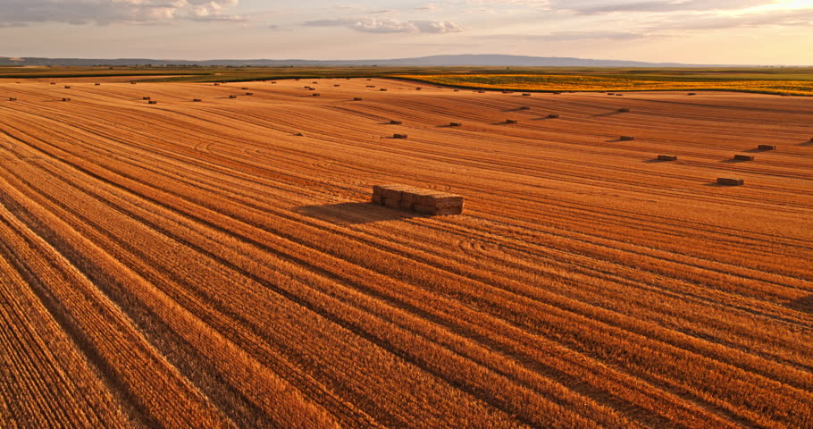 Golden field with hay bales under a dramatic sky, representing rural landscape and harvest season
