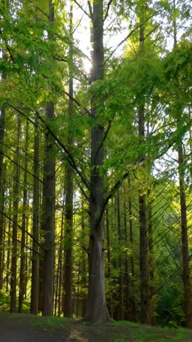 Sunrise in Forest, Sunbeams Through Trees and Morning Mist, Tranquil Nature Scene, Vertical video for smartphone footage