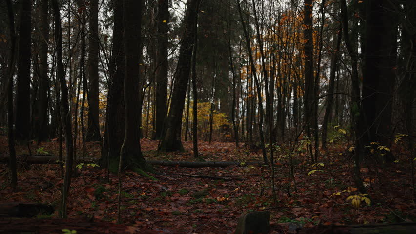 A pathway in the forest with orange leaves on the ground and trees standing tall on an autumn day