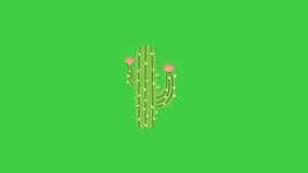 Cactus plant animation, desert, tropical, plants, decoration, mexican, ornamental plants, green background  - Powered by Shutterstock - Get 15% off with code: PIKWIZARD15