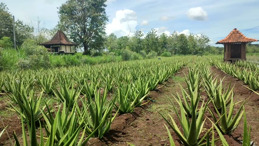 Aloe plants cultivated in gardens