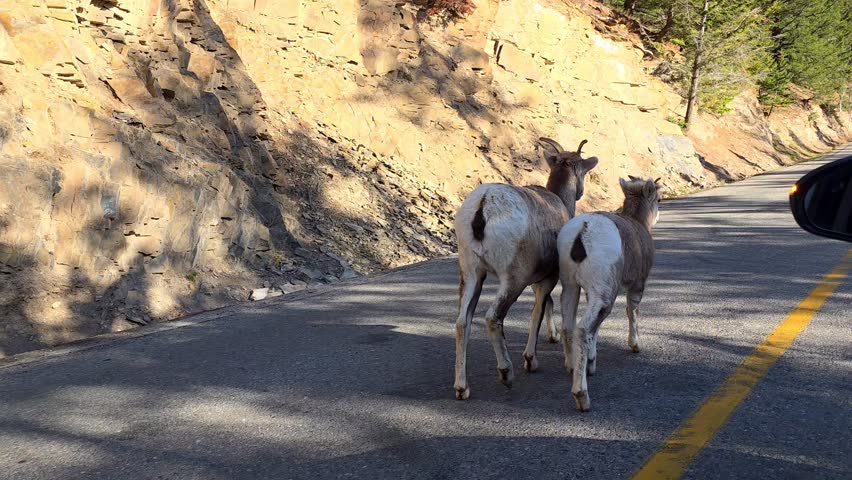 Bighorn Sheep Walking on Mountain Road in Banff National Park, Alberta – 4K Wildlife Scenic Footage