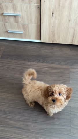 Adorable small dog sitting on wooden floor looking at pink toy ball with playful and curious expression