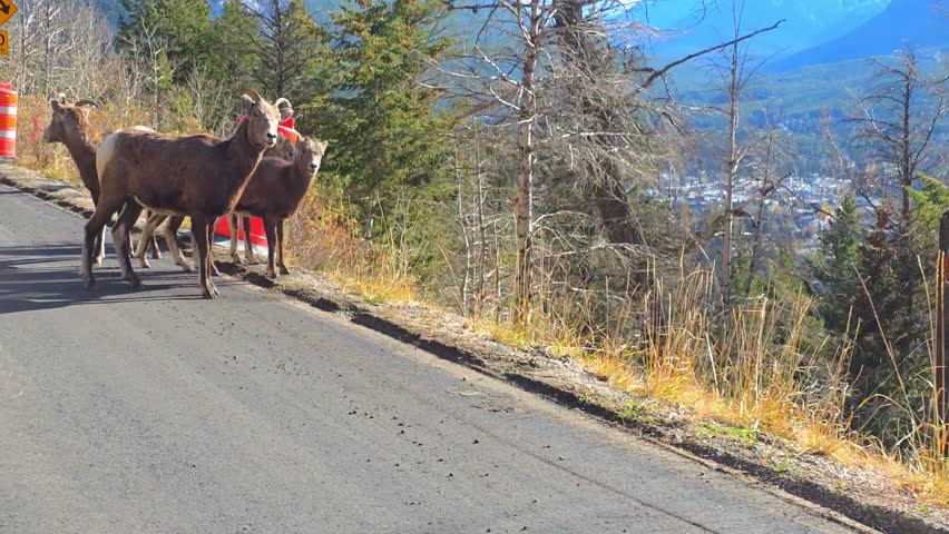 Bighorn Sheep Walking on Mountain Road in Banff National Park, Alberta – 4K Wildlife Scenic Footage