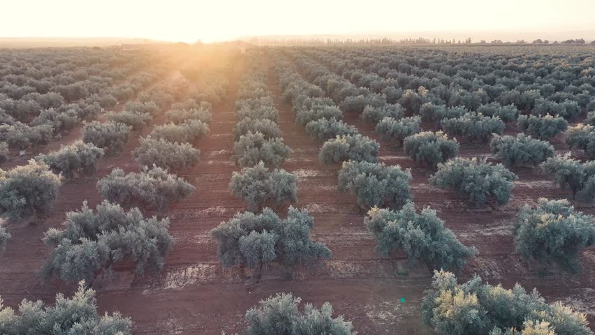 Aerial Landscape of Vast Olive Plantations – Meknes Region
