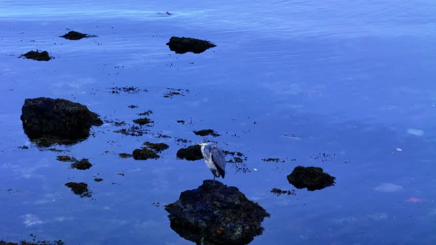 Solitary heron stands on coastal rocks before taking flight above calm tidal water on Scotland’s West Coast, captured in serene evening light with gentle ripples across the ocean surface