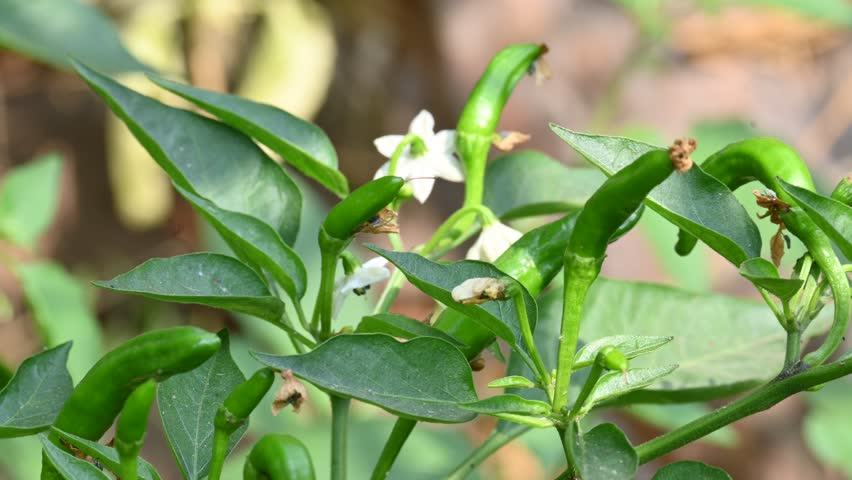 Chili plant flower. white, star-shaped flower and several unripe green chili peppers fruits and buds, surrounded by green leaves.