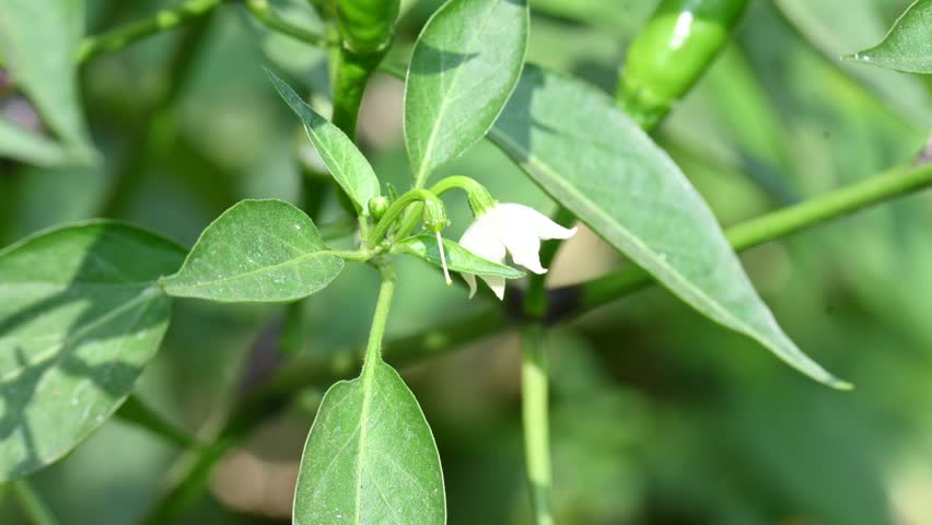 Chili plant flower. white, star-shaped flower and several unripe green chili peppers fruits and buds, surrounded by green leaves.