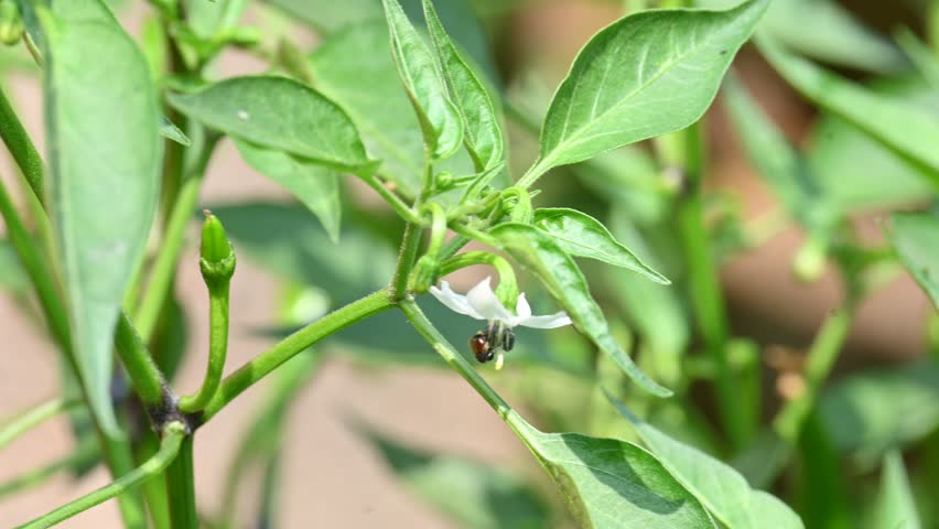 Chili plant flower. white, star-shaped flower and several unripe green chili peppers fruits and buds, surrounded by green leaves.