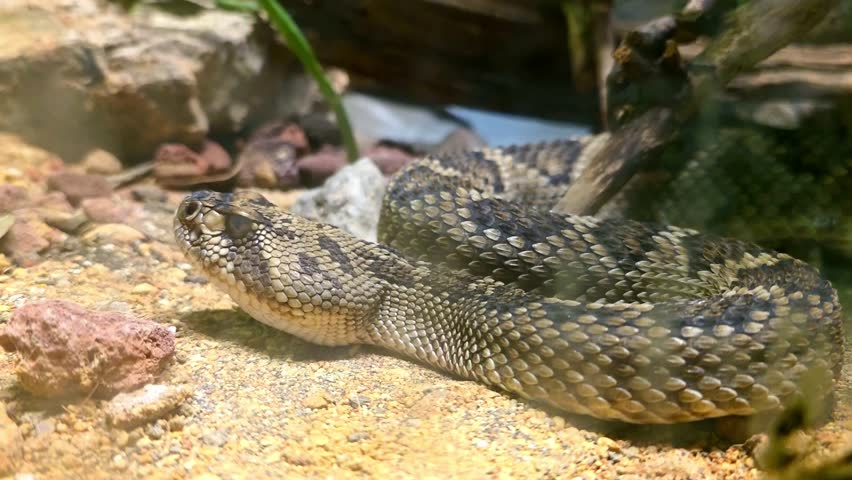 Western Diamondback Rattlesnake (Crotalus atrox) in Desert Habitat – 4K Wildlife Footage