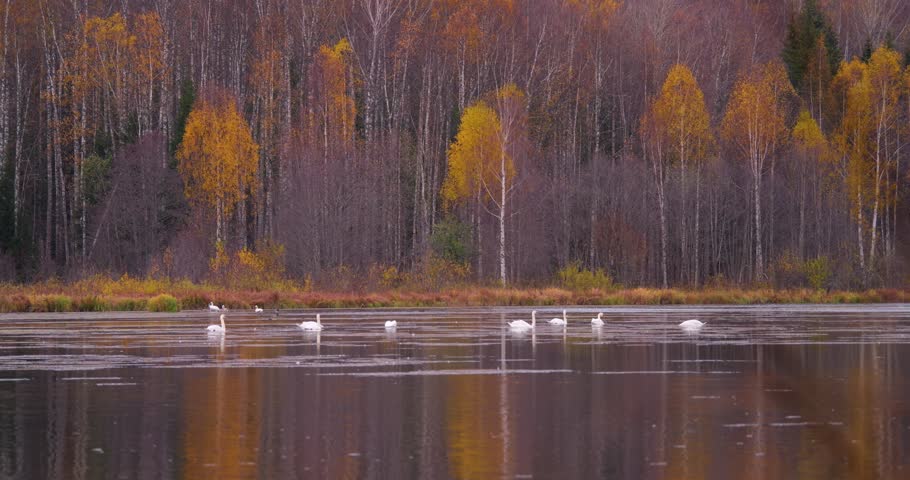 Scenic Autumn Lake with Leafy and Conifer Trees, Half Bare Branches, Calm Water Reflections, Many Elegant Swans Floating, Golden Seasonal Colors, Gentle Wildlife Motion, Cinematic Visual Quality