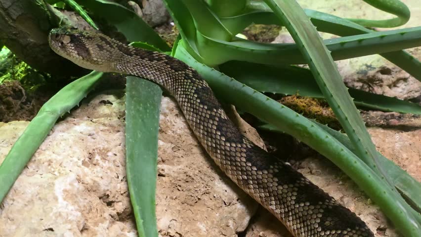 Western Diamondback Rattlesnake (Crotalus atrox) in Desert Habitat – 4K Wildlife Footage