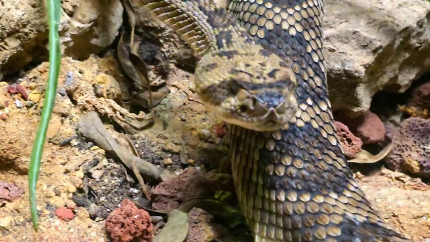 Western Diamondback Rattlesnake (Crotalus atrox) in Desert Habitat – 4K Wildlife Footage