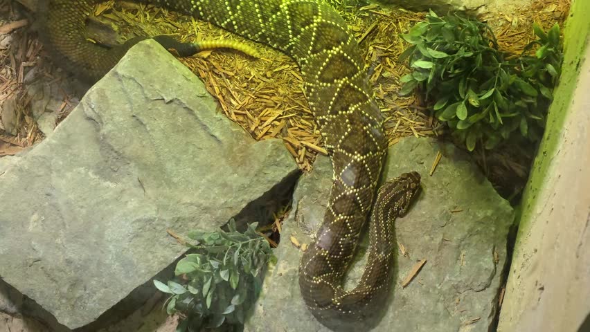 Western Diamondback Rattlesnake (Crotalus atrox) in Desert Habitat – 4K Wildlife Footage