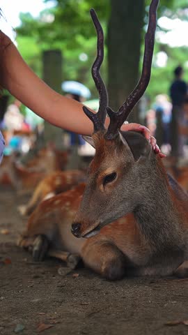 A close vertical daytime view shows a male sika deer recline as a tourist pets its velvet antlers at Nara Park, Japan, with other deer and visitors under large trees.