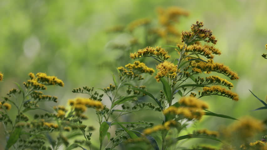 Yellow Wildflowers (Goldenrod) Gently Swaying In A Summer Meadow. Beautiful, Bright Bokeh In The Green Background Creates A Dreamy, Peaceful Scene.