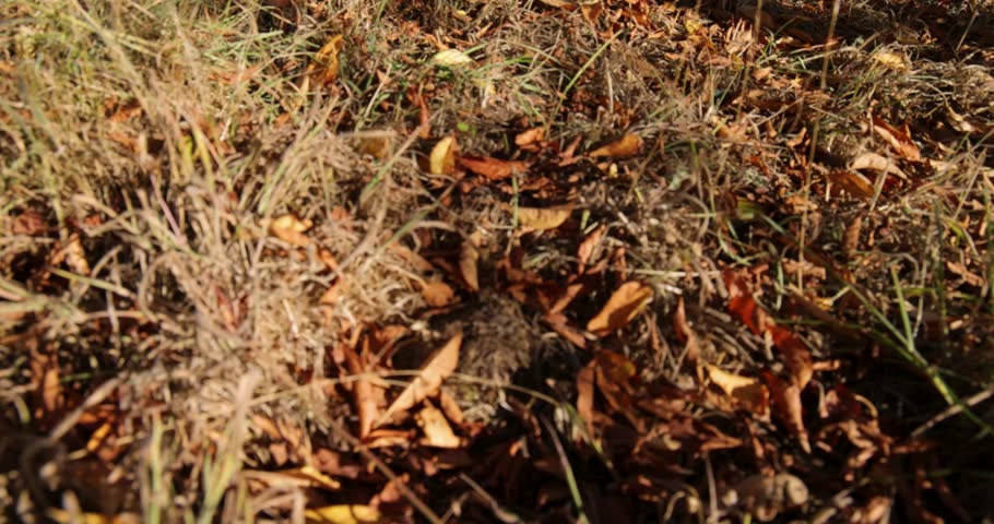 A church with a tall steeple and a tree with green leaves. The tree is in front of the church and the sky is blue