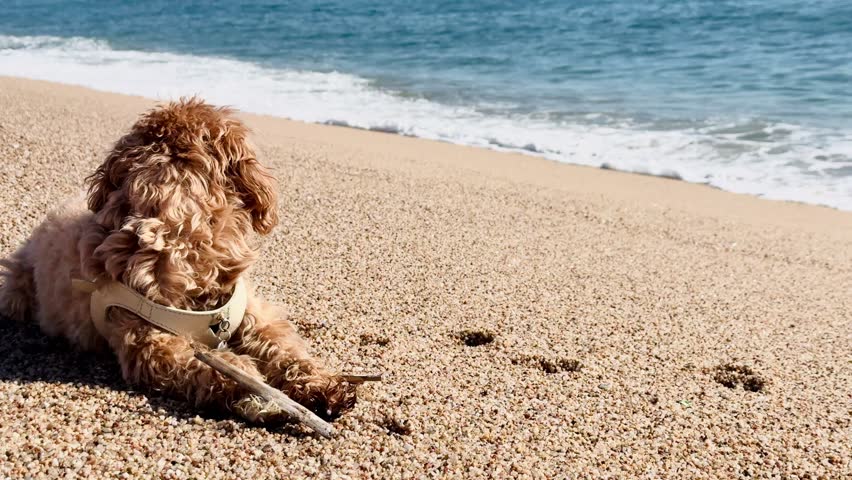 Cute Dog Playing and Biting a Stick on the Seashore
