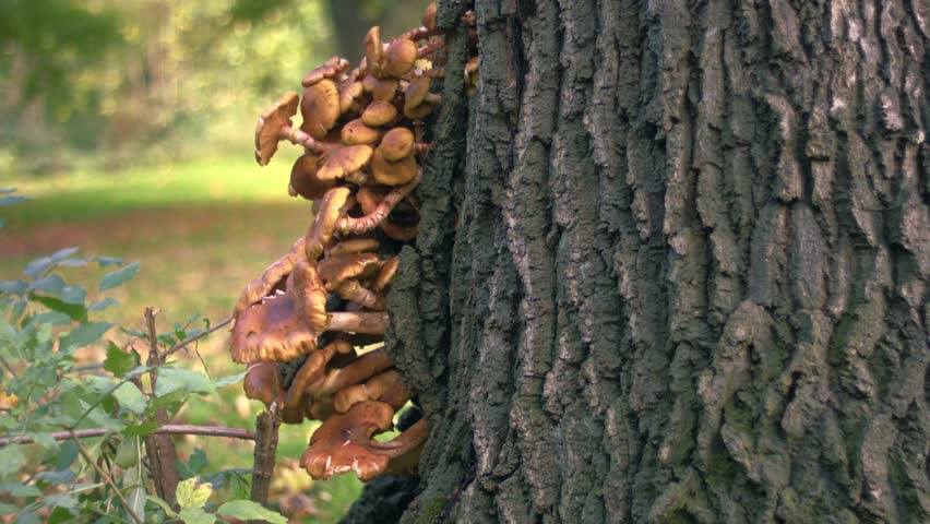Toadstools funghi growing on tree trunk medium panning 4k shot selective focus
