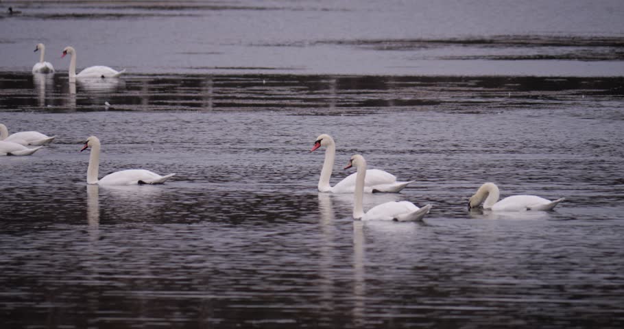 Huge Calm Lake Filled with Swans Floating in Same Direction with Ducks Flying Opposite in Distance, Autumn Morning Atmosphere, Cinematic Nature Scene, Reflective Water Surface, Serene Wildlife