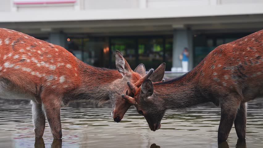 Two spotted sika deer stand chest deep in a reflecting pool in Nara, Japan, gently nuzzling as ripples form, with modern facade, sign, and a blurred person behind.